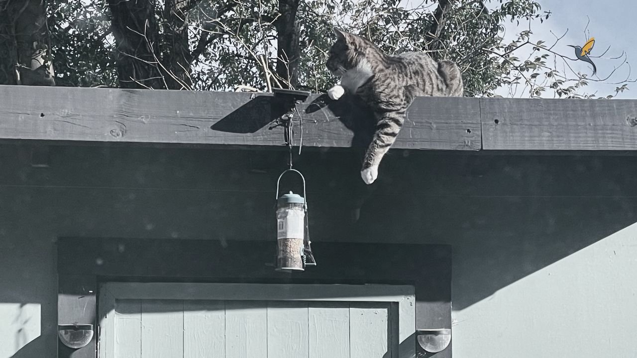 A tiger cat on the roof of a painted garden shed reaching for the dangling bird feeder